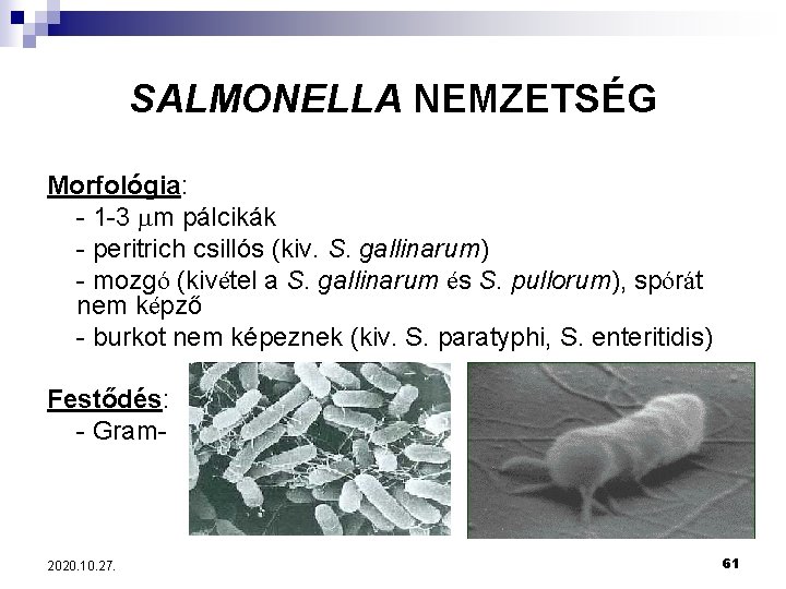 SALMONELLA NEMZETSÉG Morfológia: - 1 -3 m pálcikák - peritrich csillós (kiv. S. gallinarum)