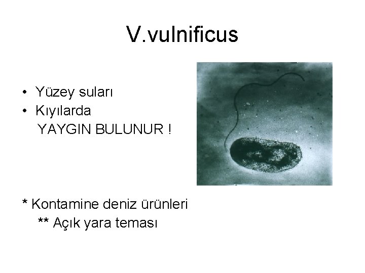 V. vulnificus • Yüzey suları • Kıyılarda YAYGIN BULUNUR ! * Kontamine deniz ürünleri