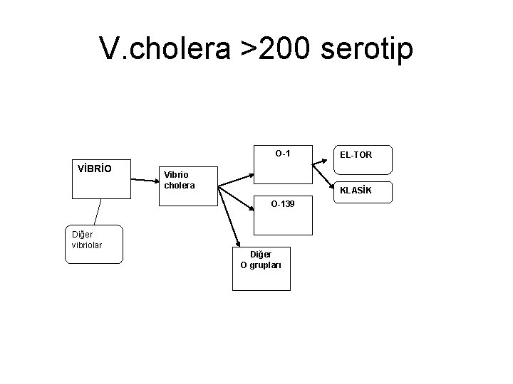 V. cholera >200 serotip O-1 VİBRİO Vibrio cholera EL-TOR KLASİK O-139 Diğer vibriolar Diğer