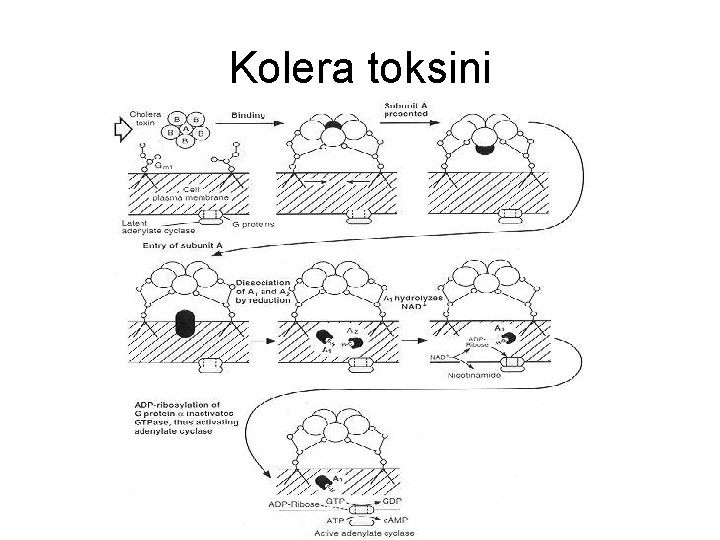 Kolera toksini 