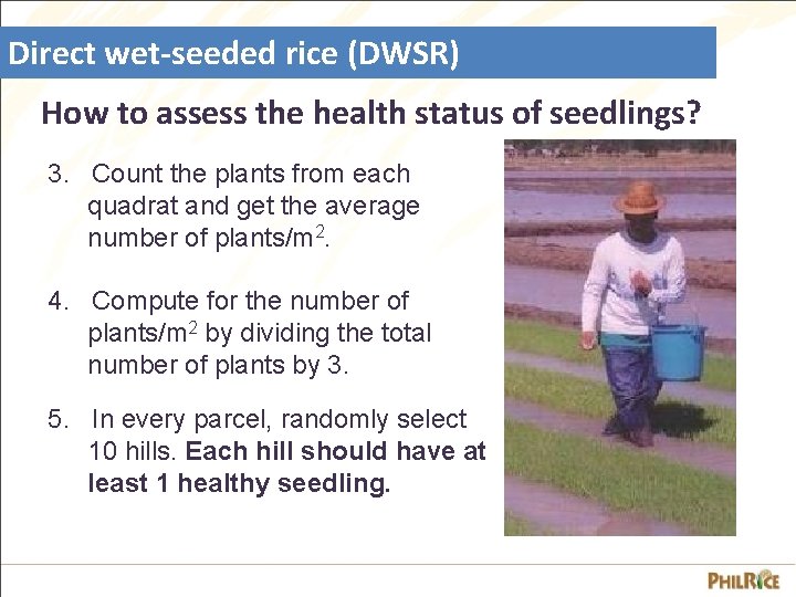 Direct wet-seeded rice (DWSR) How to assess the health status of seedlings? 3. Count