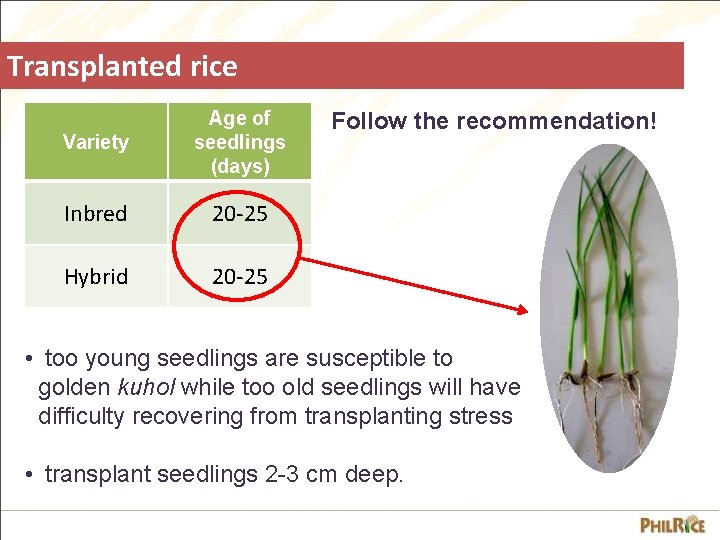 Transplanted rice Variety Age of seedlings (days) Inbred 20 -25 Hybrid 20 -25 Follow