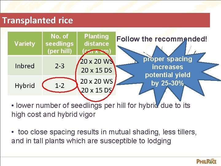 Transplanted rice No. of seedlings (per hill) Planting distance (cm x cm) Inbred 2