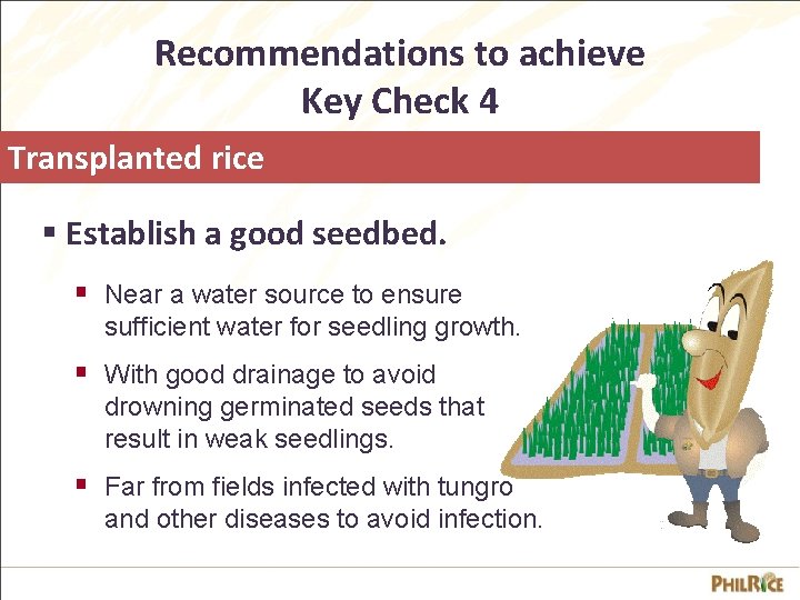 Recommendations to achieve Key Check 4 Transplanted rice § Establish a good seedbed. §
