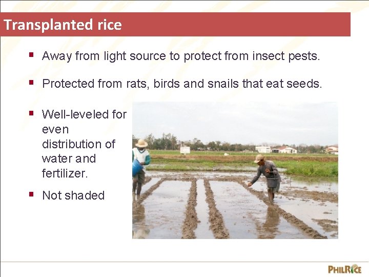 Transplanted rice § Away from light source to protect from insect pests. § Protected