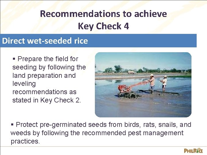 Recommendations to achieve Key Check 4 Direct wet-seeded rice § Prepare the field for