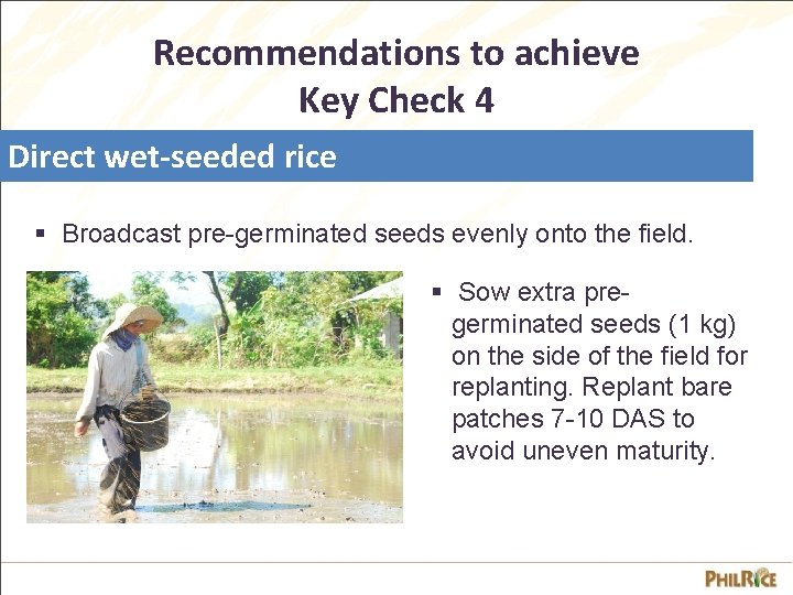 Recommendations to achieve Key Check 4 Direct wet-seeded rice § Broadcast pre-germinated seeds evenly