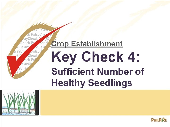 Crop Establishment Key Check 4: Sufficient Number of Healthy Seedlings 