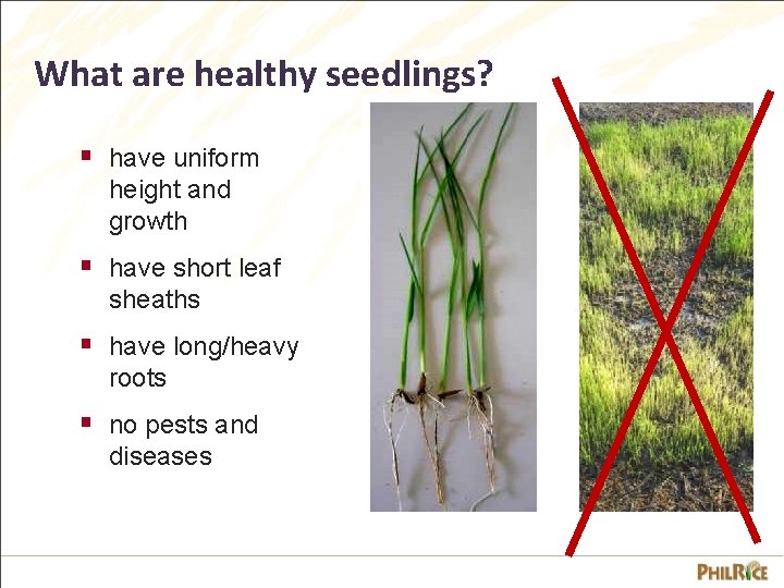 What are healthy seedlings? § have uniform height and growth § have short leaf