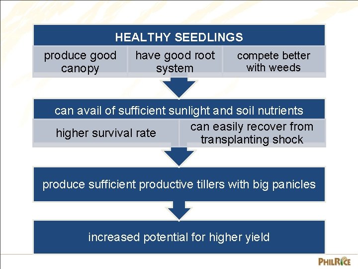 HEALTHY SEEDLINGS produce good canopy have good root system compete better with weeds can