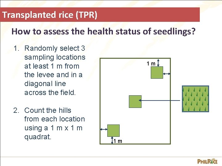 Transplanted rice (TPR) How to assess the health status of seedlings? 1. Randomly select