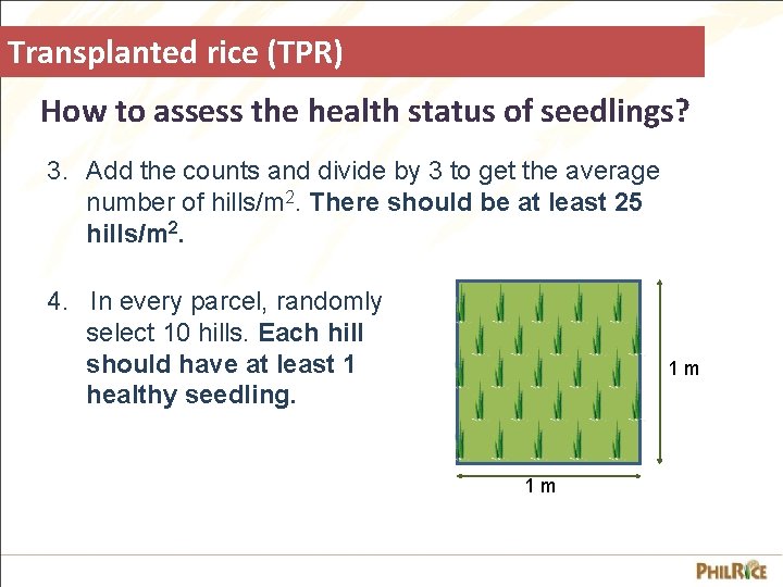 Transplanted rice (TPR) How to assess the health status of seedlings? 3. Add the