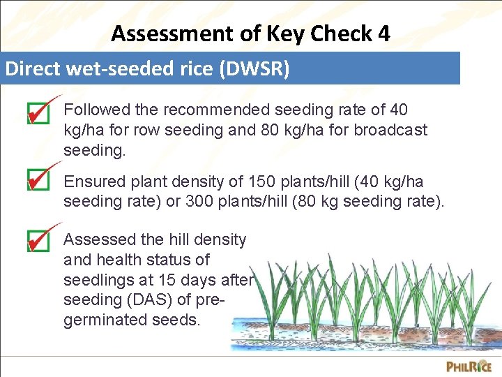 Assessment of Key Check 4 Direct wet-seeded rice (DWSR) Followed the recommended seeding rate