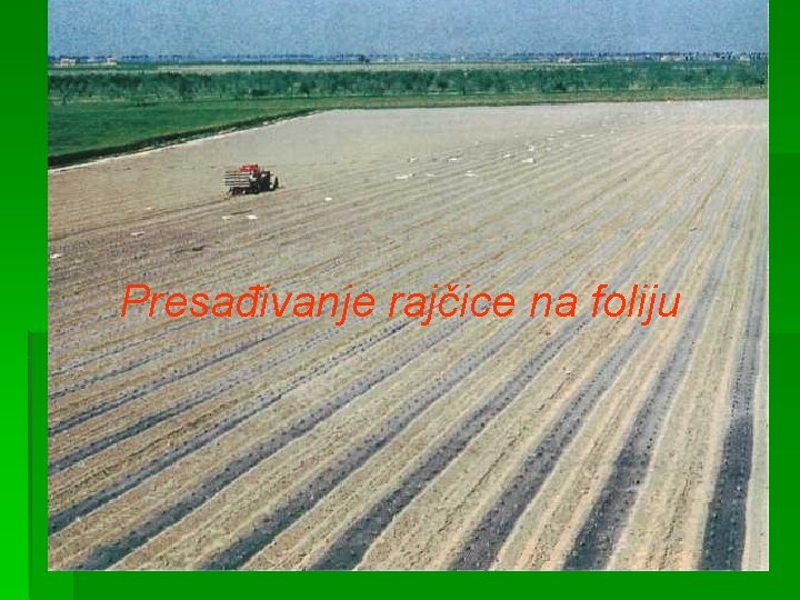 Presađivanje rajčice na foliju 