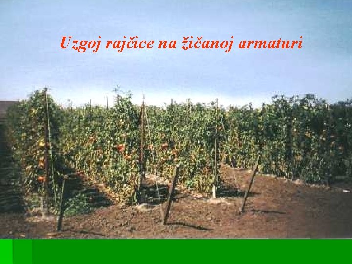 Uzgoj rajčice na žičanoj armaturi 