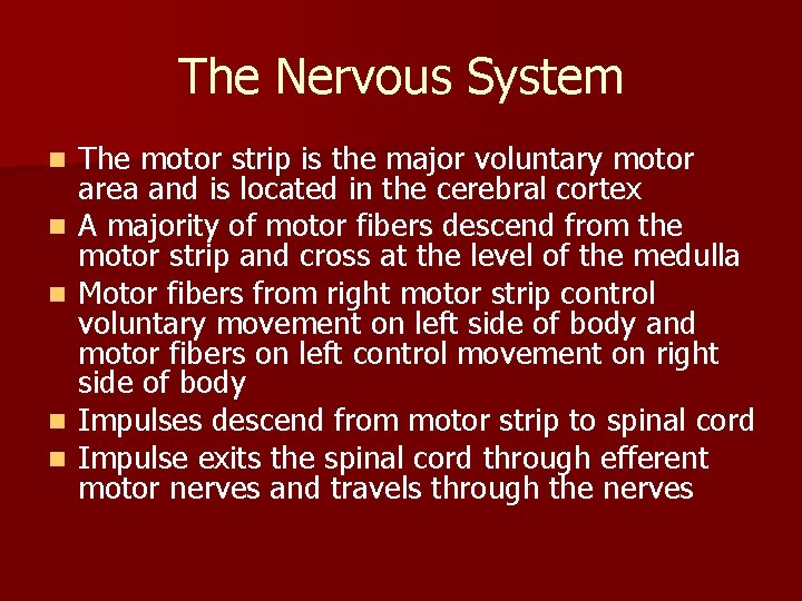 The Nervous System n n n The motor strip is the major voluntary motor
