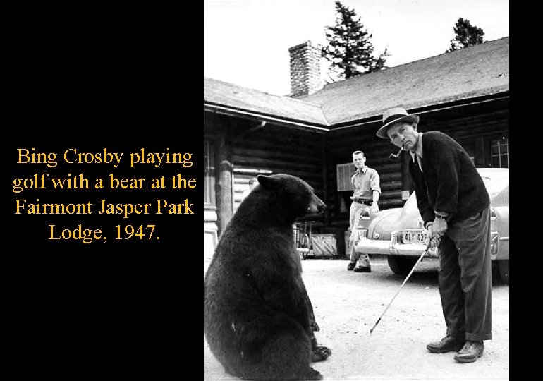Bing Crosby playing golf with a bear at the Fairmont Jasper Park Lodge, 1947.