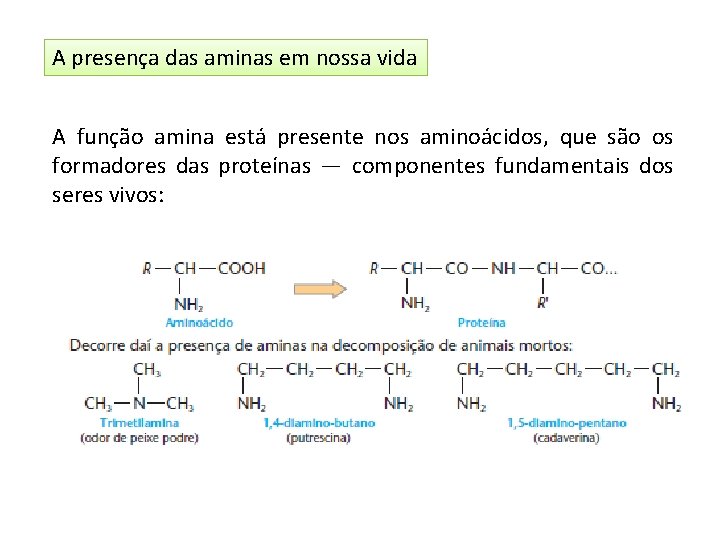 A presença das aminas em nossa vida A função amina está presente nos aminoácidos,