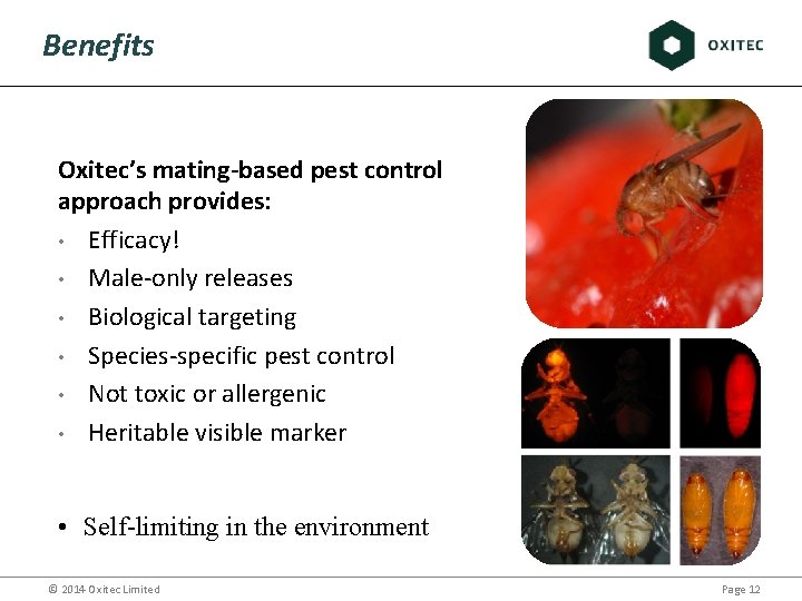 Benefits Oxitec’s mating-based pest control approach provides: • Efficacy! • Male-only releases • Biological