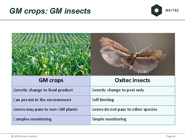 GM crops: GM insects GM crops Oxitec insects Genetic change to food product Genetic