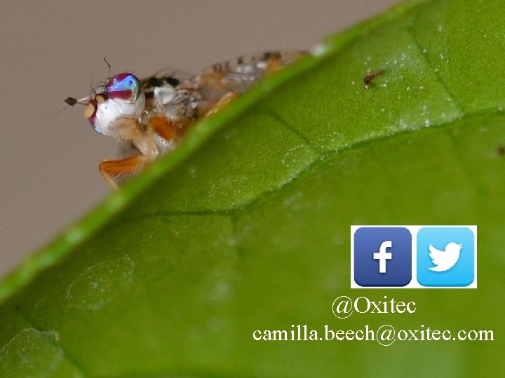 www. oxitec. com Thank you @Oxitec camilla. beech@oxitec. com © 2014 Oxitec Limited Page