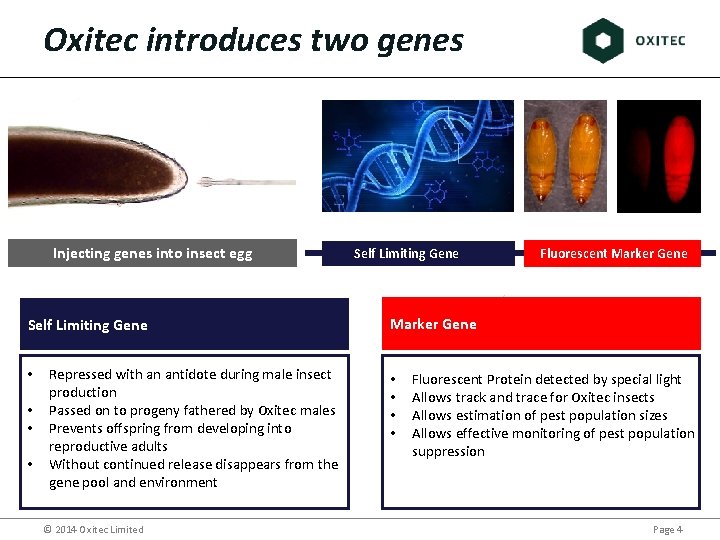Oxitec introduces two genes Injecting genes into insect egg Self Limiting Gene • •