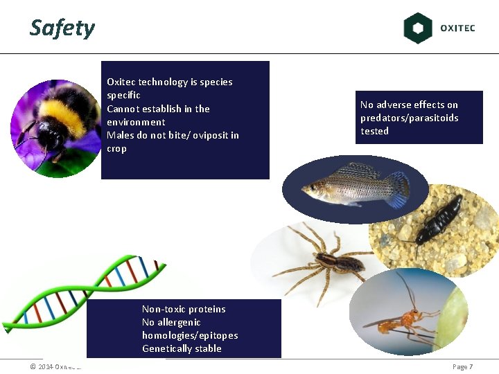 Safety Oxitec technology is species specific Cannot establish in the environment Males do not