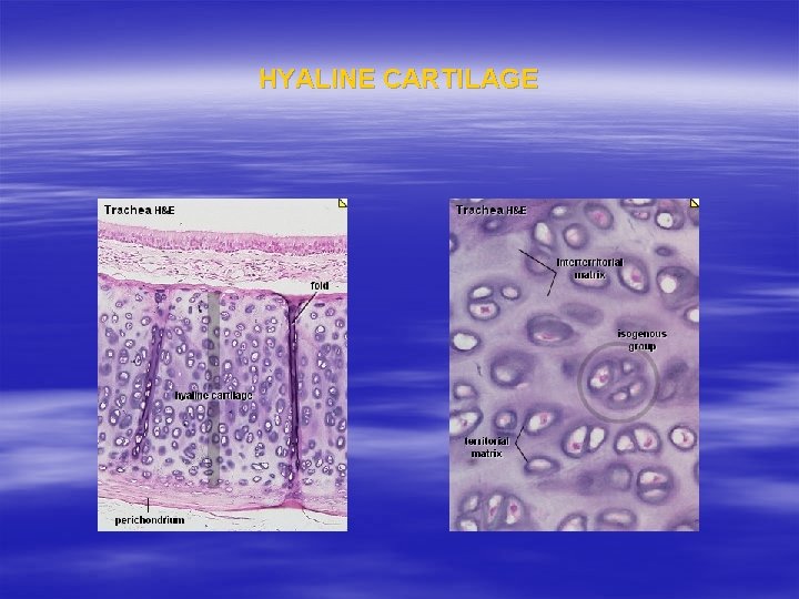 HYALINE CARTILAGE 