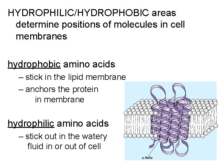 HYDROPHILIC/HYDROPHOBIC areas determine positions of molecules in cell membranes hydrophobic amino acids – stick HYDROPHILIC/HYDROPHOBIC areas determine positions of molecules in cell membranes hydrophobic amino acids – stick