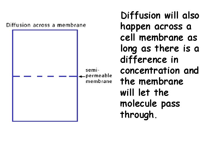 Diffusion will also happen across a cell membrane as long as there is a