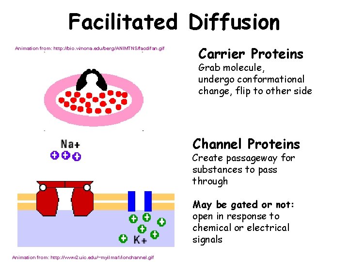 Facilitated Diffusion Animation from: http: //bio. winona. edu/berg/ANIMTNS/facdifan. gif Carrier Proteins Grab molecule, undergo