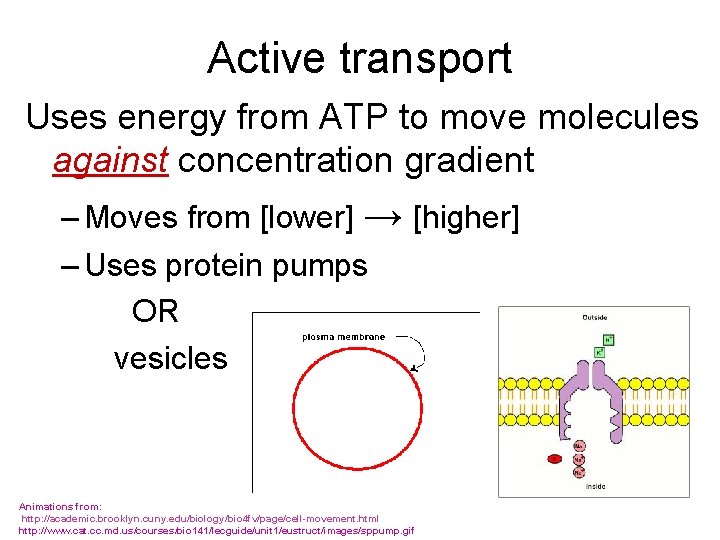 Active transport Uses energy from ATP to move molecules against concentration gradient – Moves