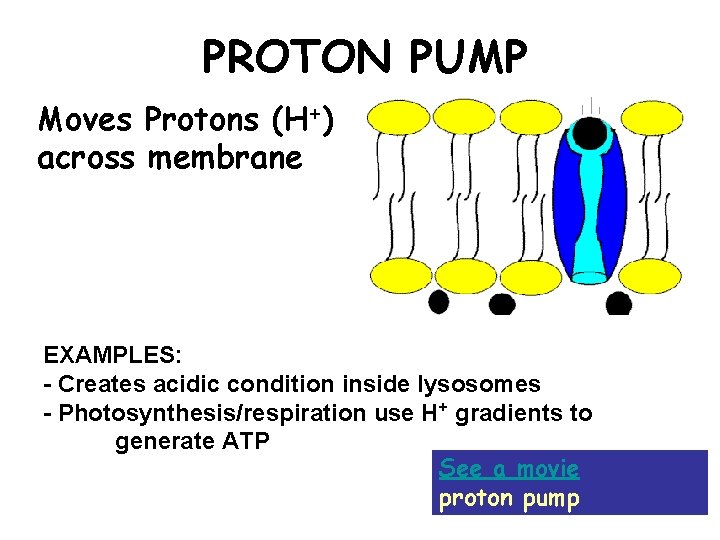 PROTON PUMP Moves Protons (H+) across membrane EXAMPLES: - Creates acidic condition inside lysosomes