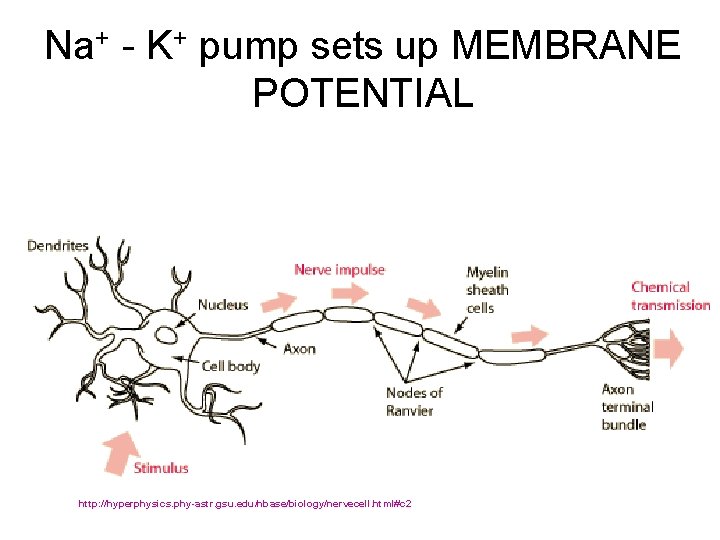 Na+ - K+ pump sets up MEMBRANE POTENTIAL http: //hyperphysics. phy-astr. gsu. edu/hbase/biology/nervecell. html#c Na+ - K+ pump sets up MEMBRANE POTENTIAL http: //hyperphysics. phy-astr. gsu. edu/hbase/biology/nervecell. html#c