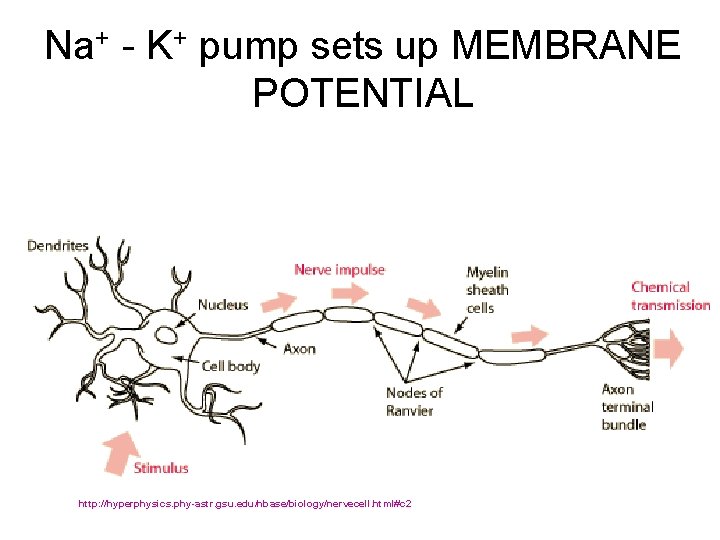 Na+ - K+ pump sets up MEMBRANE POTENTIAL http: //hyperphysics. phy-astr. gsu. edu/hbase/biology/nervecell. html#c