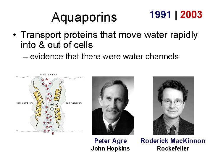 Aquaporins 1991 | 2003 • Transport proteins that move water rapidly into & out