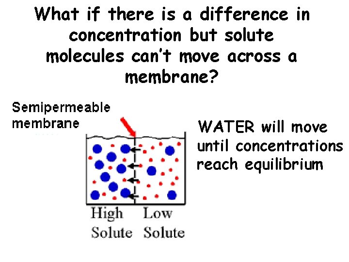 What if there is a difference in concentration but solute molecules can’t move across