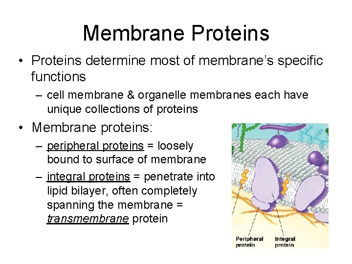 Membrane Proteins • Proteins determine most of membrane’s specific functions – cell membrane &