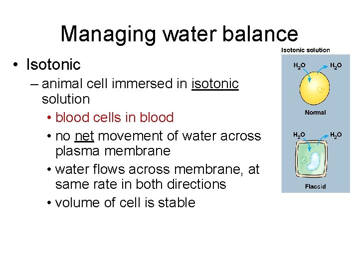 Managing water balance • Isotonic – animal cell immersed in isotonic solution • blood