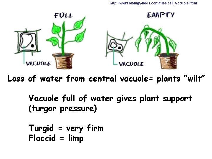 http: //www. biology 4 kids. com/files/cell_vacuole. html Loss of water from central vacuole= plants