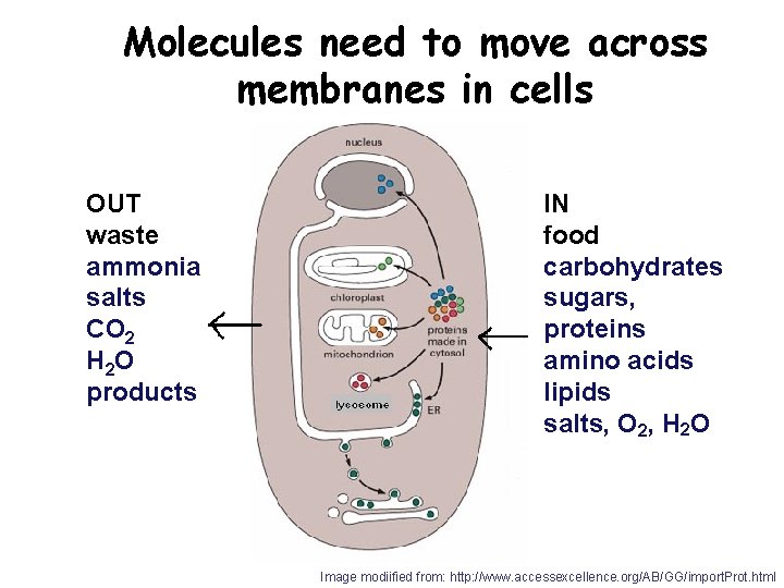 Molecules need to move across membranes in cells OUT waste ammonia salts CO 2