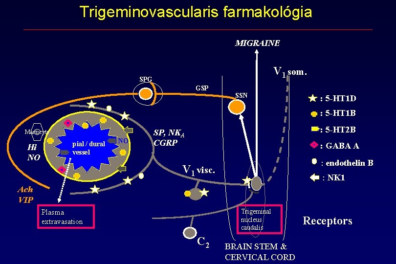Trigeminovascularis farmakológia MIGRAINE V 1 som. SPG GSP SSN : 5 -HT 1 D Trigeminovascularis farmakológia MIGRAINE V 1 som. SPG GSP SSN : 5 -HT 1 D