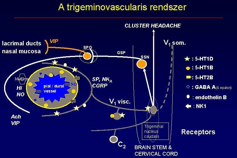 A trigeminovascularis rendszer CLUSTER HEADACHE lacrimal ducts nasal mucosa VIP V 1 som. SPG A trigeminovascularis rendszer CLUSTER HEADACHE lacrimal ducts nasal mucosa VIP V 1 som. SPG