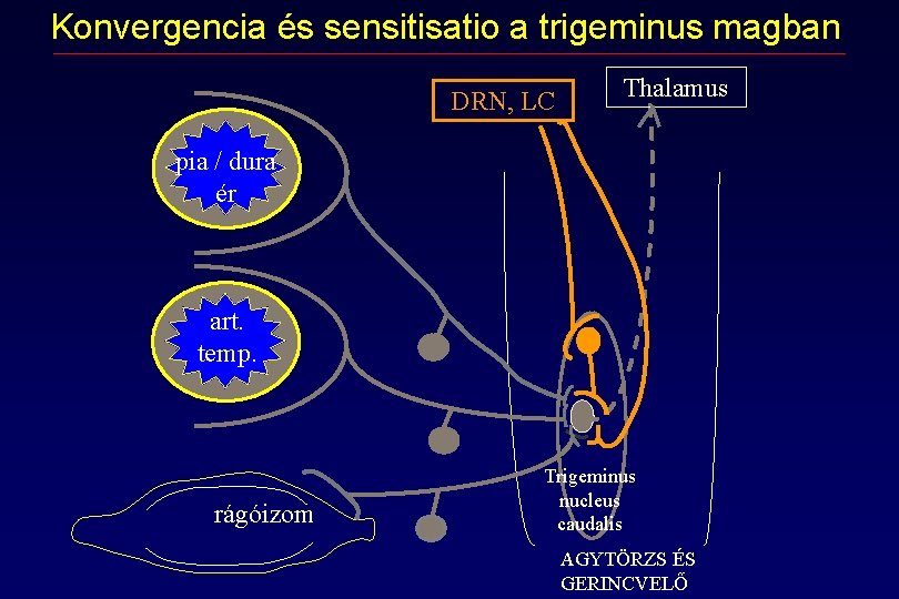 Konvergencia és sensitisatio a trigeminus magban DRN, LC Thalamus pia / dura ér art. Konvergencia és sensitisatio a trigeminus magban DRN, LC Thalamus pia / dura ér art.