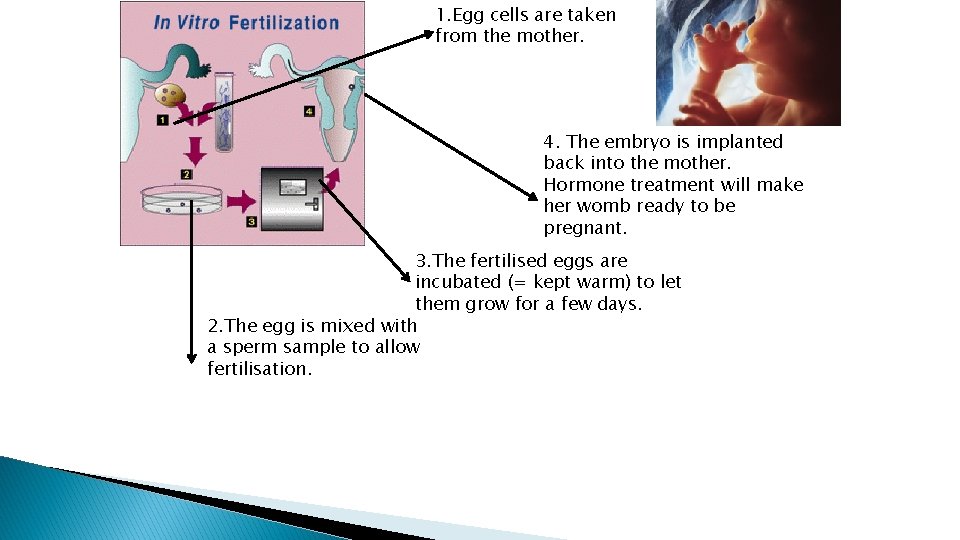 1. Egg cells are taken from the mother. 4. The embryo is implanted back