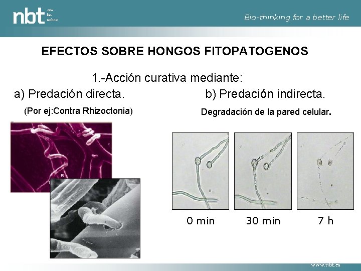 new bio technic Bio-thinking for a better life EFECTOS SOBRE HONGOS FITOPATOGENOS 1. -Acción