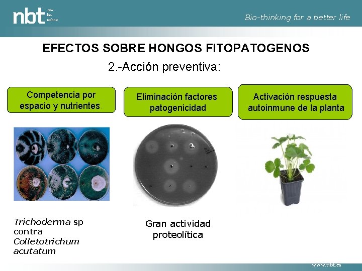 new bio technic Bio-thinking for a better life EFECTOS SOBRE HONGOS FITOPATOGENOS 2. -Acción