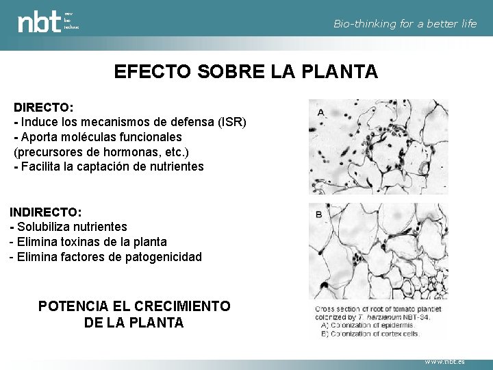 new bio technic Bio-thinking for a better life EFECTO SOBRE LA PLANTA DIRECTO: -