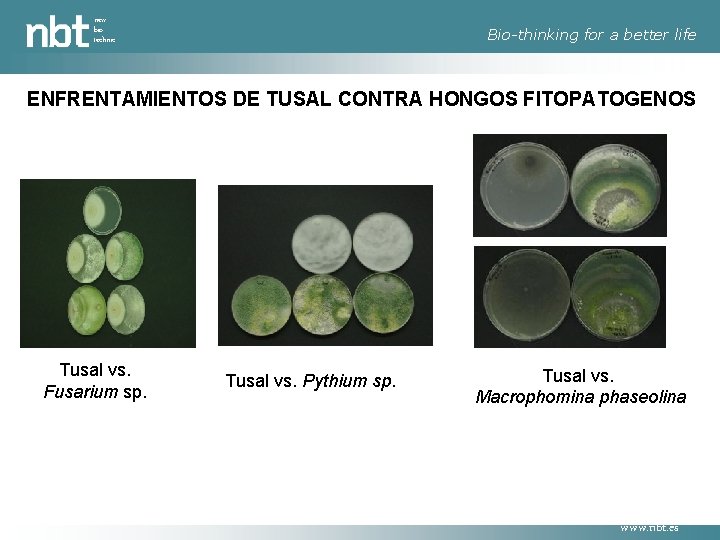 new bio technic Bio-thinking for a better life ENFRENTAMIENTOS DE TUSAL CONTRA HONGOS FITOPATOGENOS