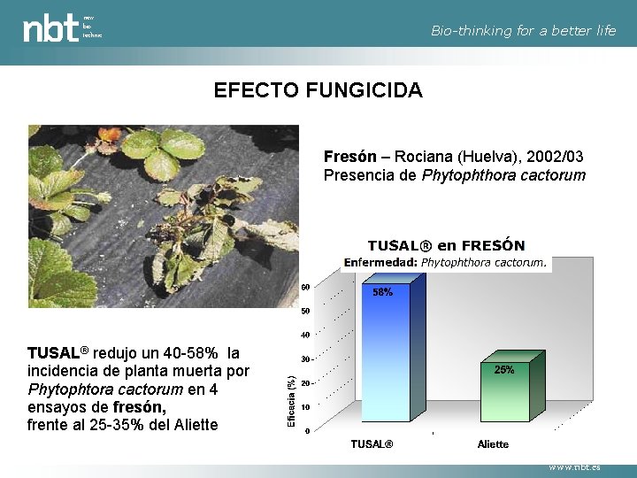 new bio technic Bio-thinking for a better life EFECTO FUNGICIDA Fresón – Rociana (Huelva),